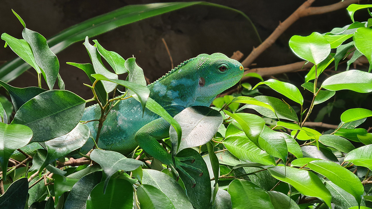 Bild eines Fidschileguans