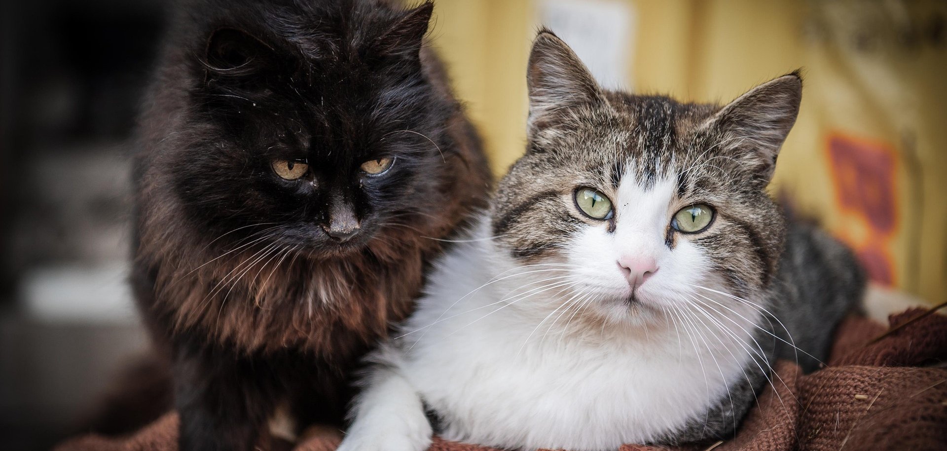 Katzen