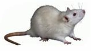 Bild einer Ratte